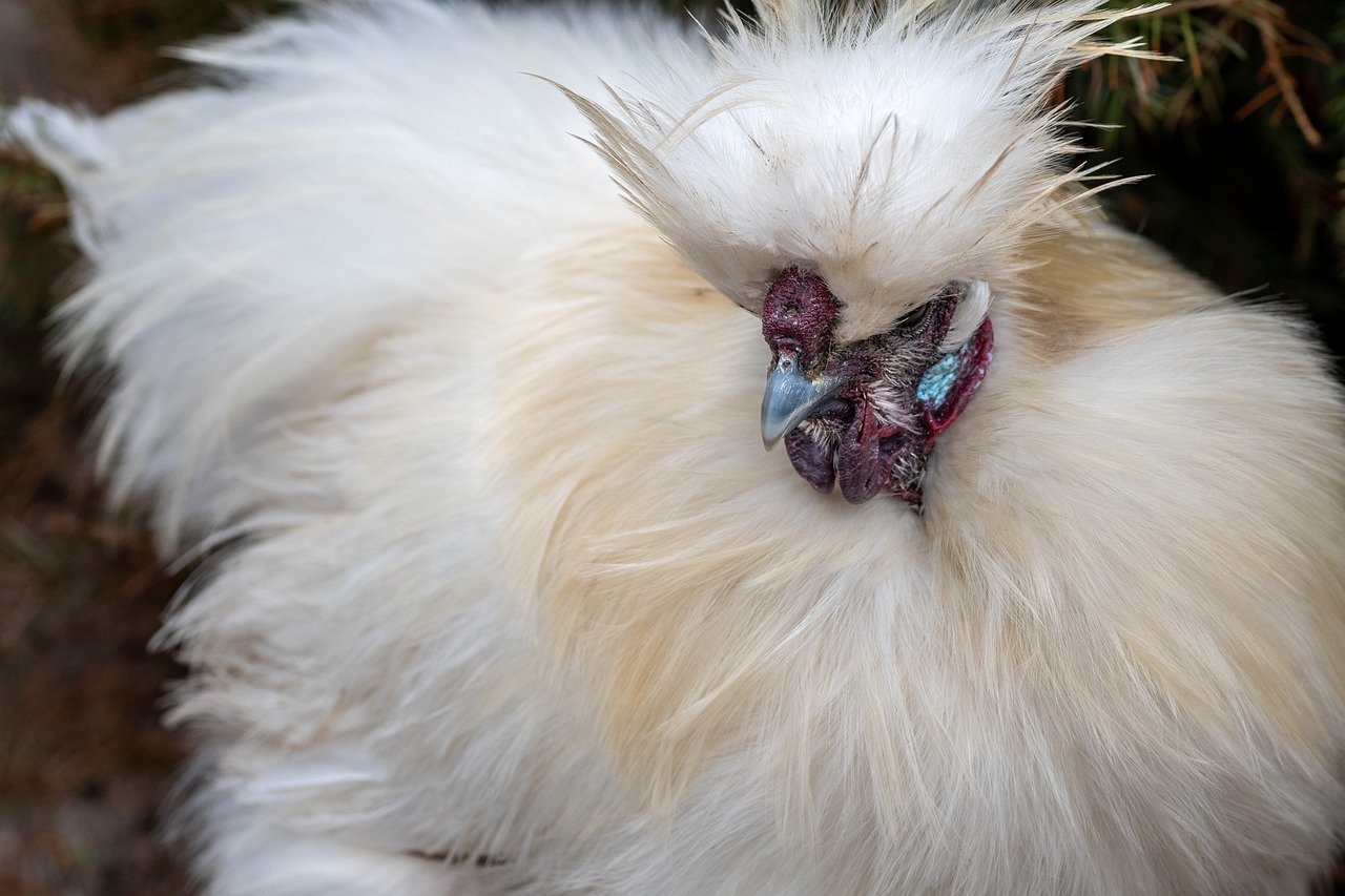 Chickens Lifespan Understanding the Journey from Chicks