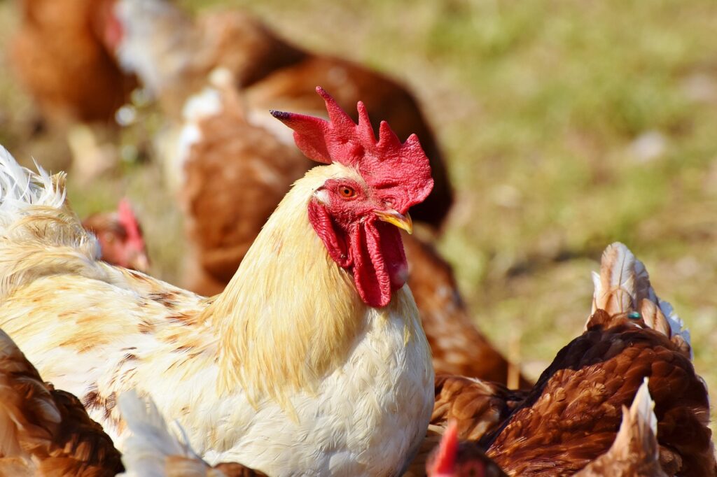 Chicken Guards