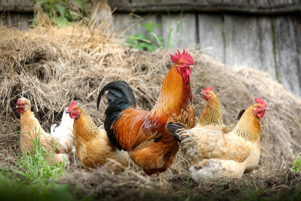 Roosters and Chicken