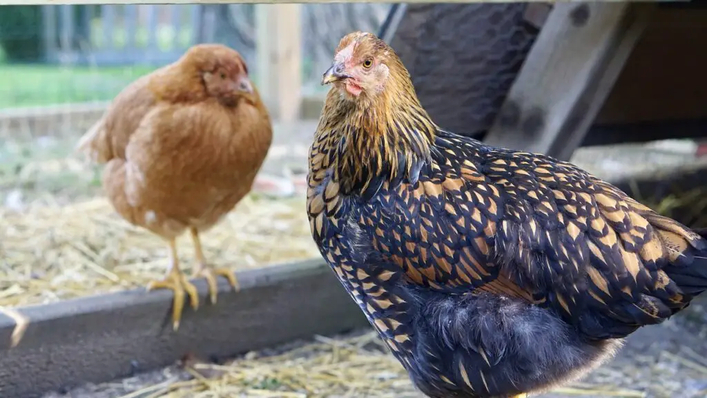 Do Chickens Fart?