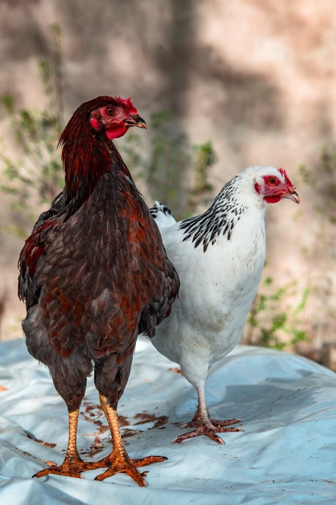 Can Chickens Eat Snow for Water?