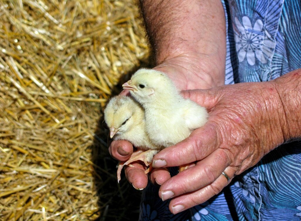 Splayed Legs in Chicks