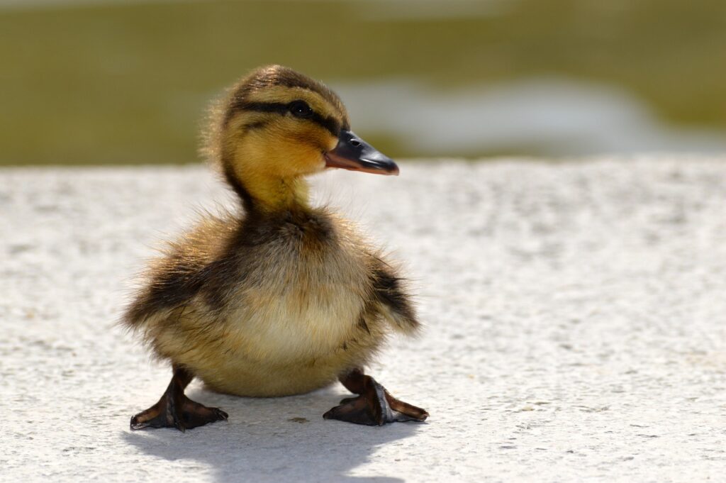 What to Feed Ducklings