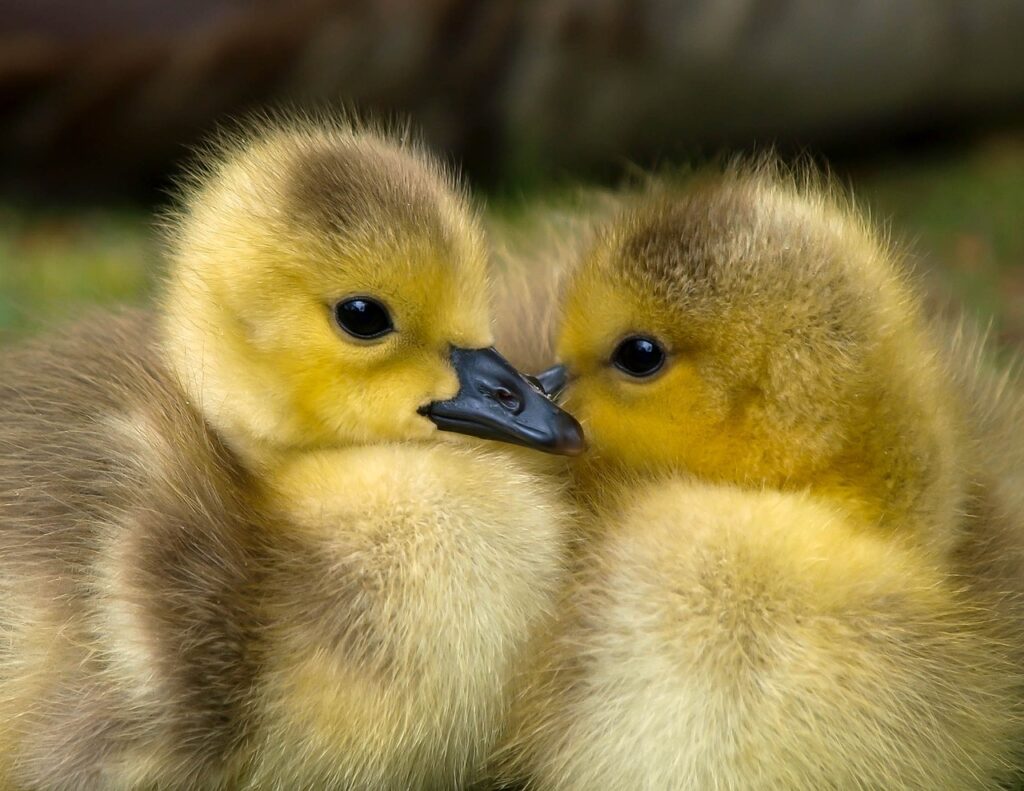 Can Ducklings Eat Tomatoes?