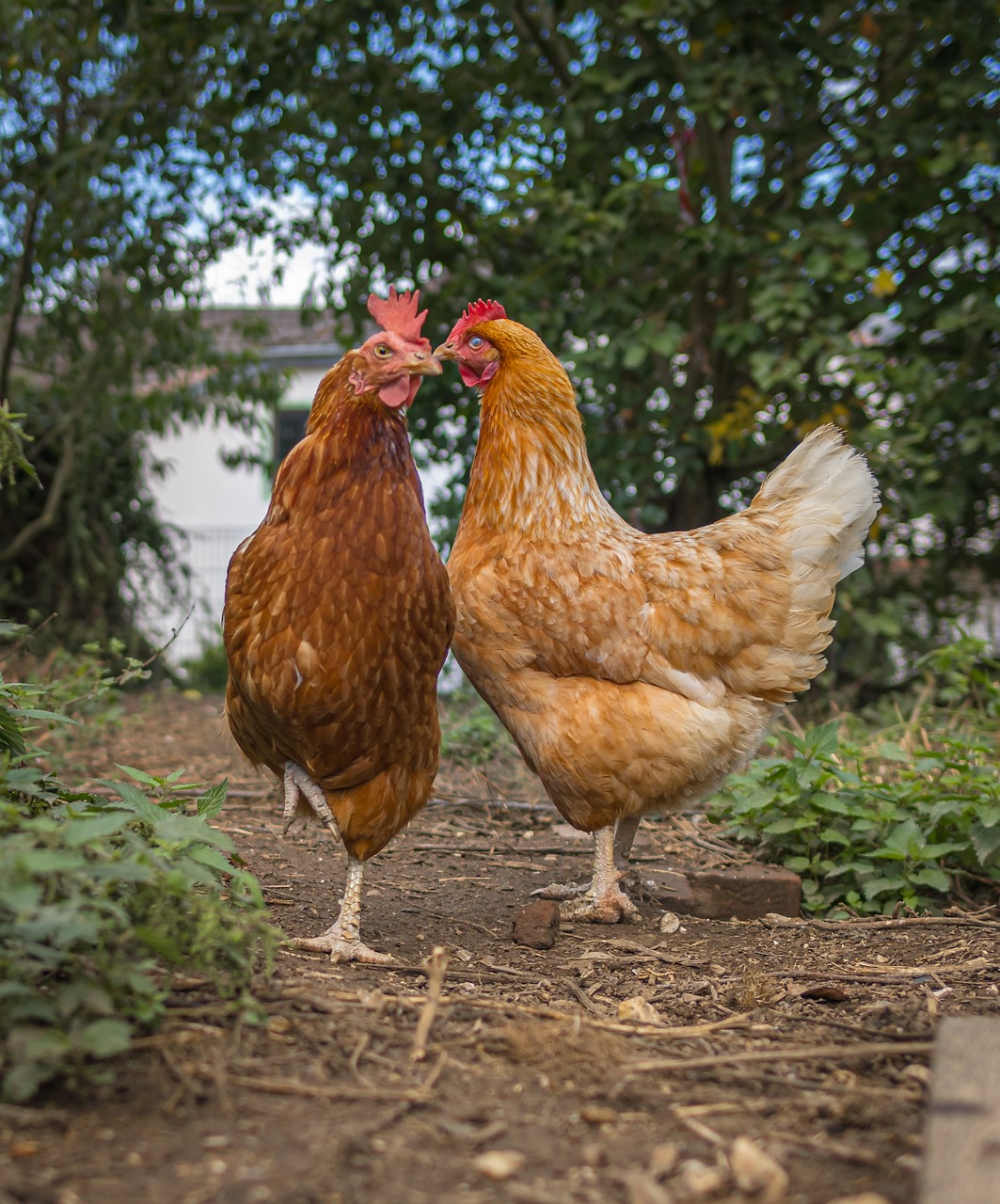 Wood Chips for Chicken Run Enhancing Your Flock's Health
