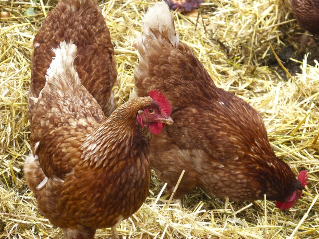 Broody Hens