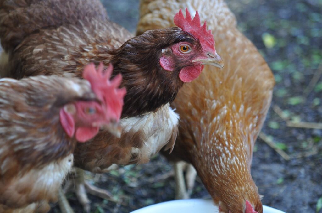 Are Carrots OK for Chickens?