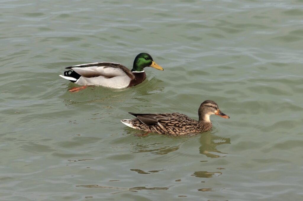 Green Head Ducks