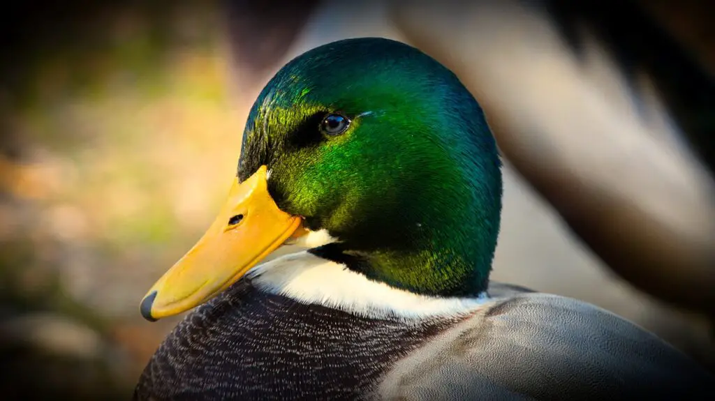 Why Do Ducks Wag Their Tail