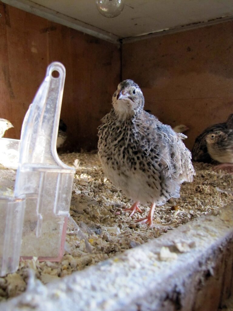 DIY Quail Coops