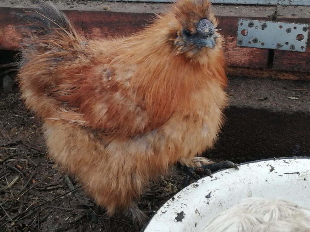 Silkie Chicks