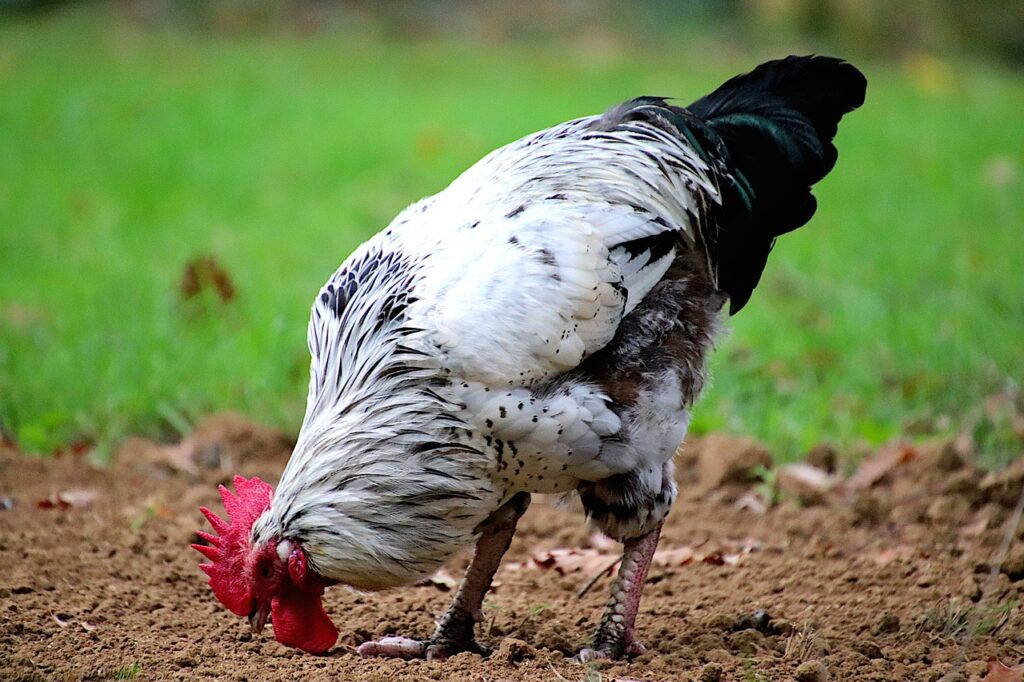 Deep Litter Chicken Coop