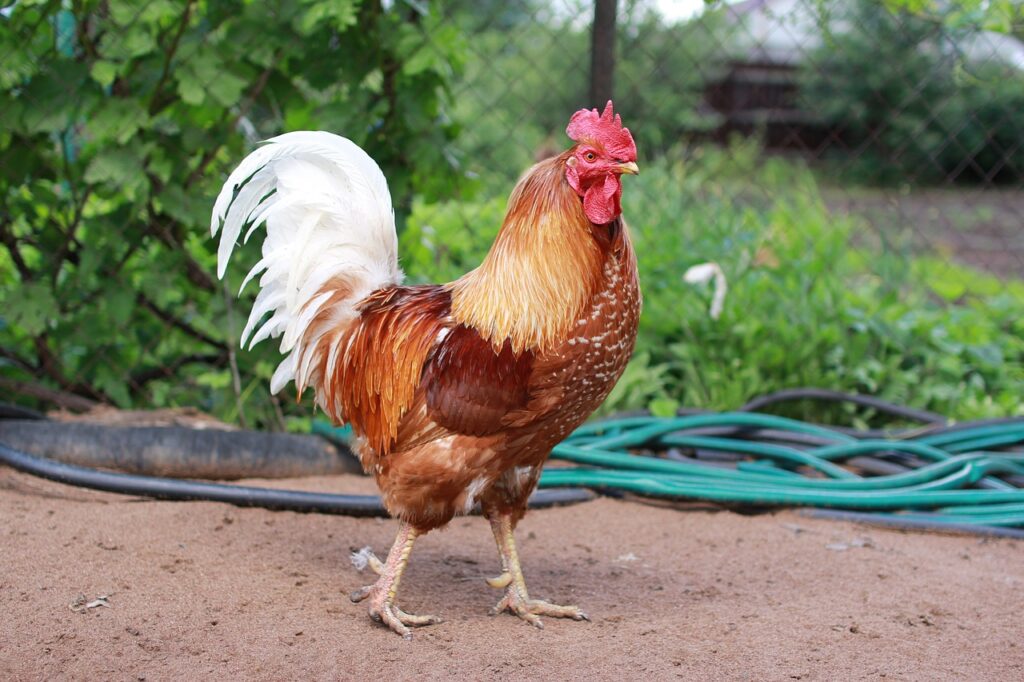 How Does A Rooster Fertilize An Egg?