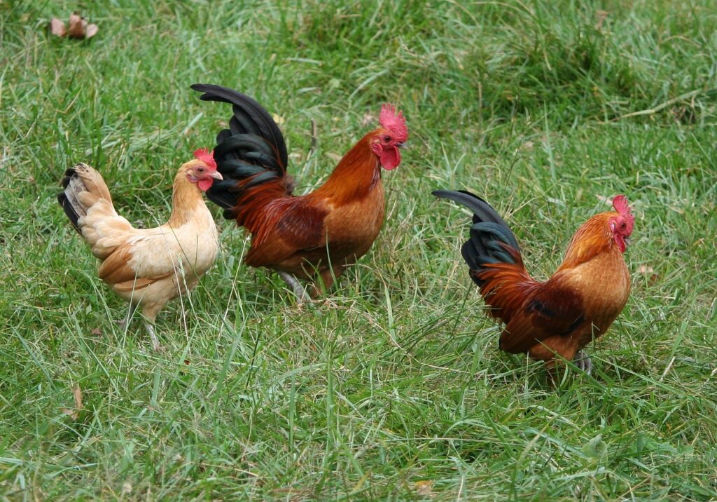 4x6 Chicken Coops