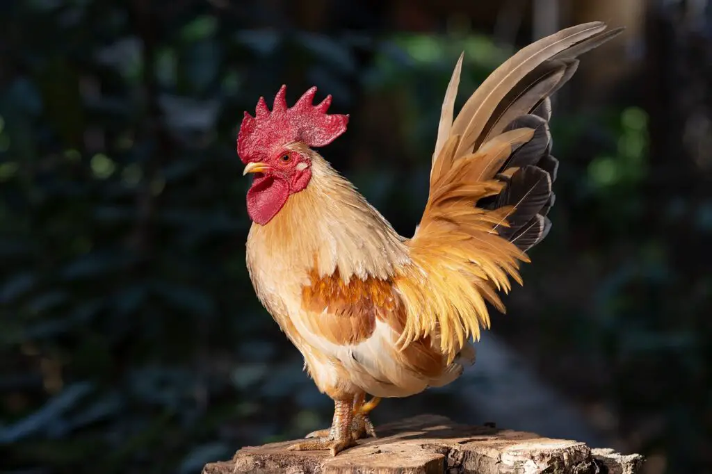 Miniature Roosters