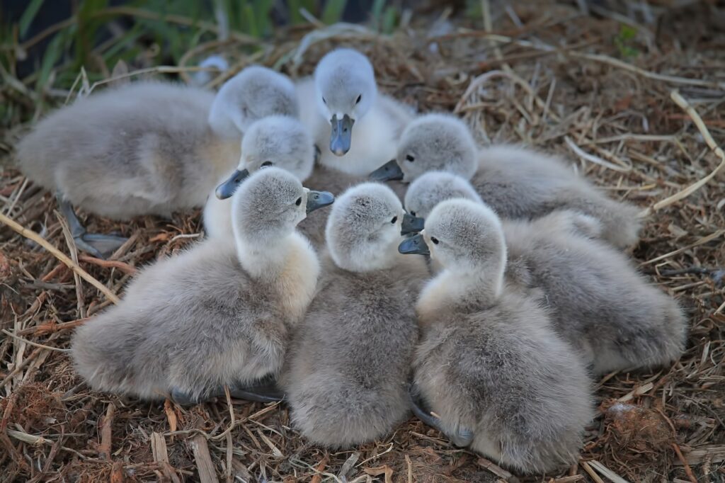 Duck Heat Lamps