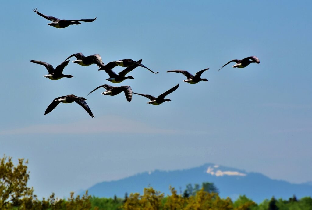 Angel Wing in Geese