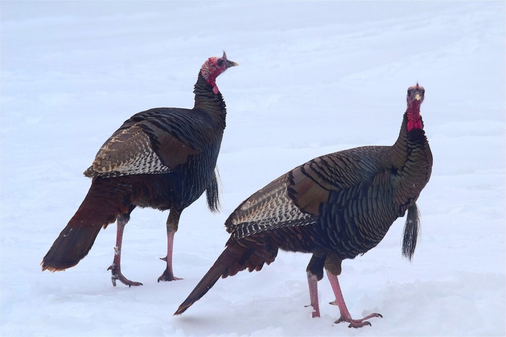 What Is A Group Of Turkeys Called?