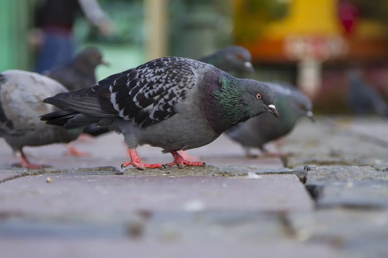 Urban Pigeons