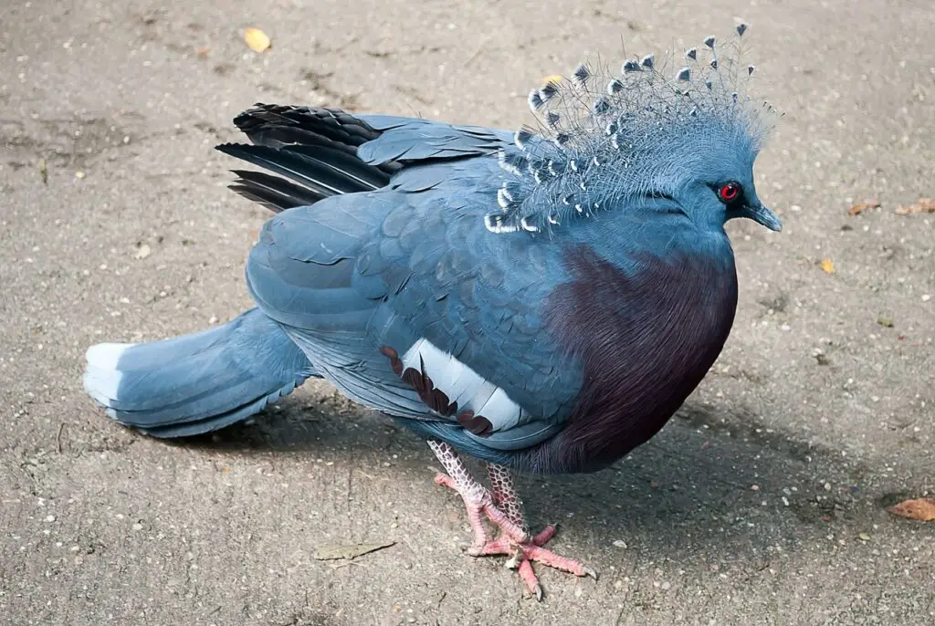 Endangered Pigeon 