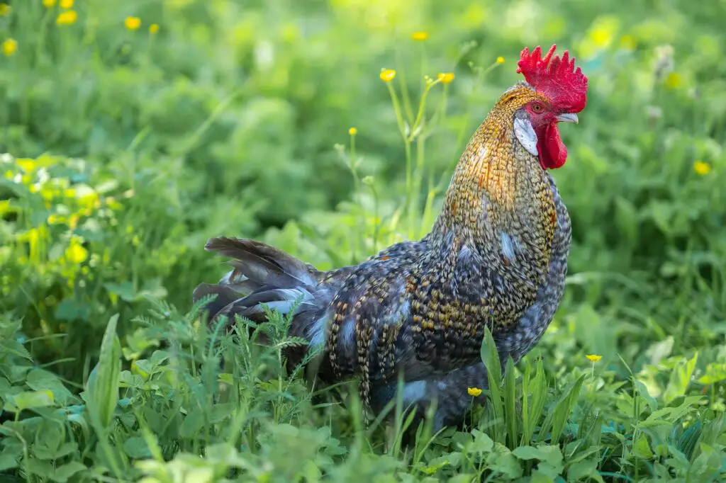 Homesteading with Poultry