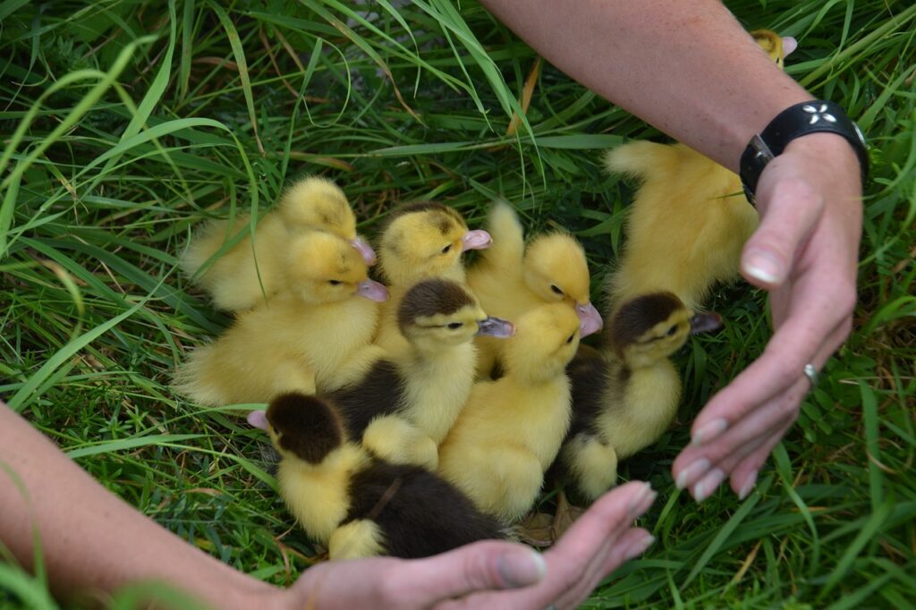 Hatching Poultry Eggs 