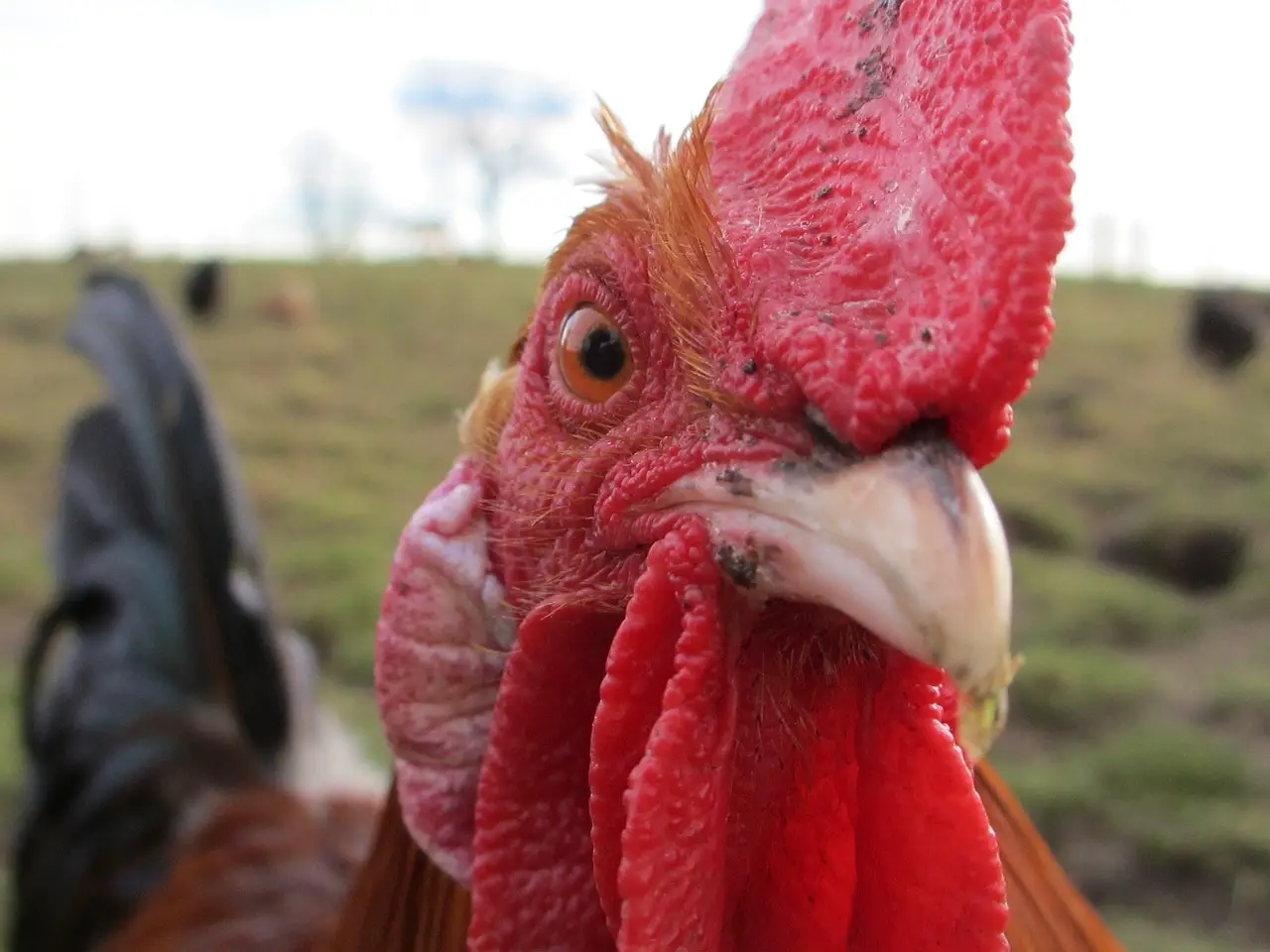 Therapeutic Benefits of Poultry