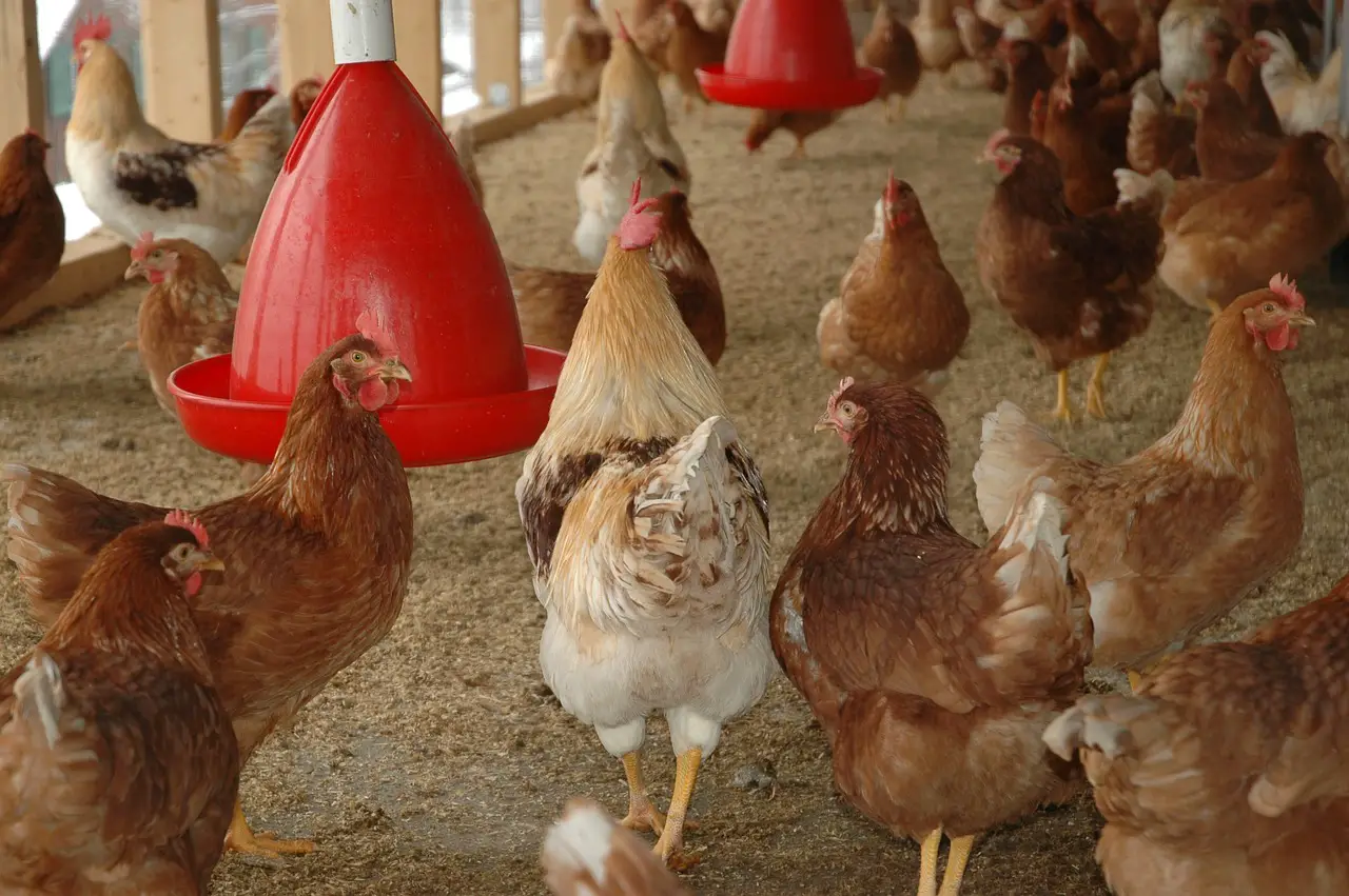 Economics of Poultry Farming