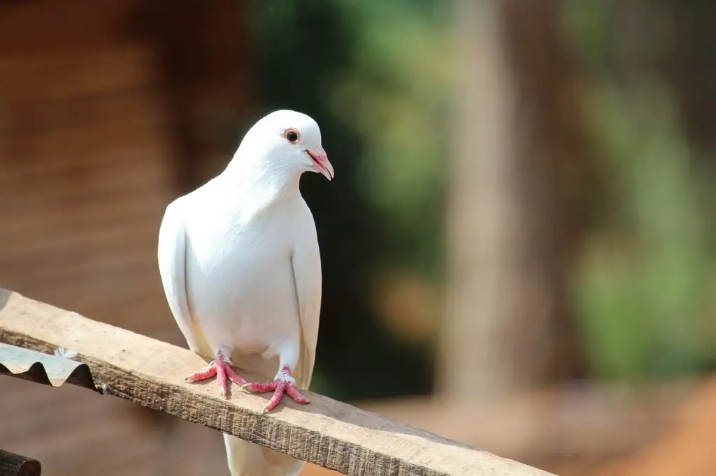 Pigeon Domestications