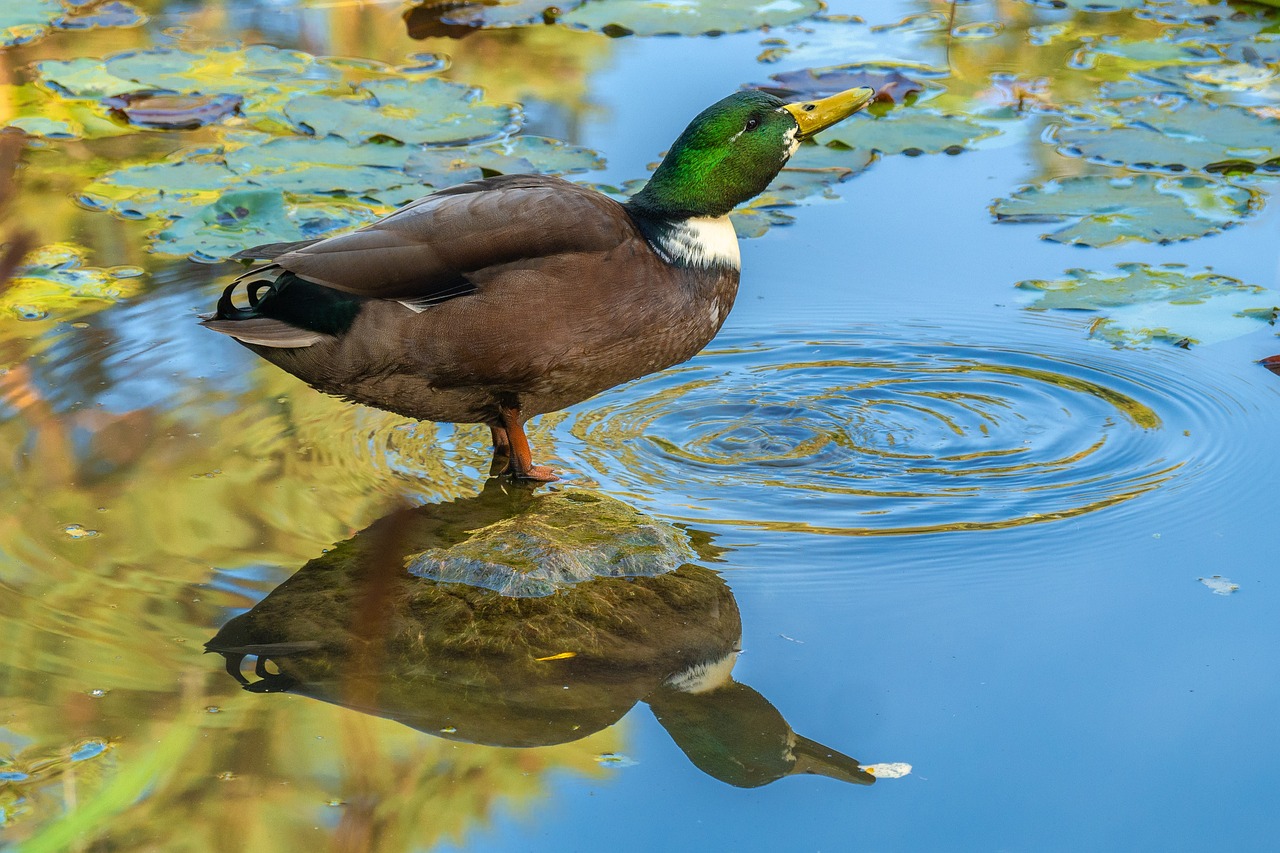 Duck Behavior Decoded What Do Their Quacks Mean?