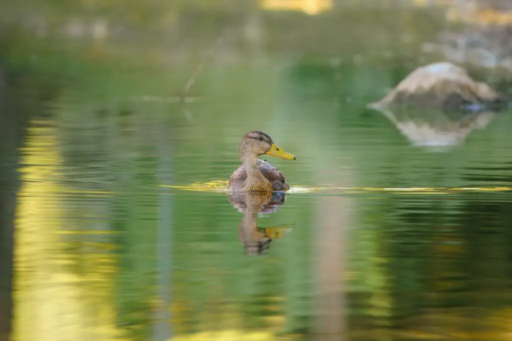 Duck Photography