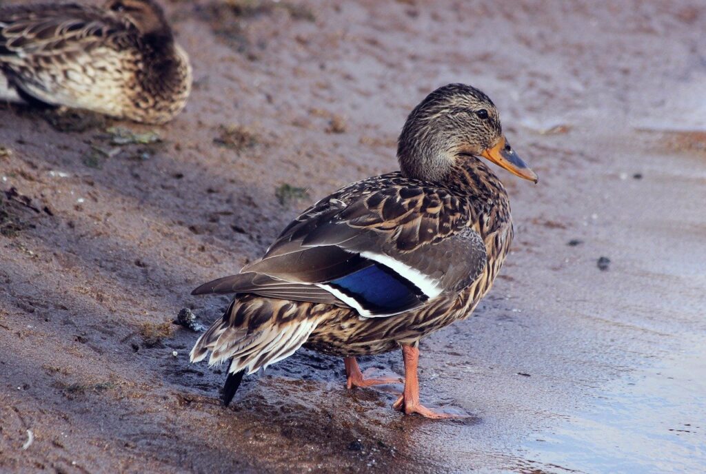 Ducks and Climate Change: How Environmental Shifts Affect - Environmental Effects On Duck Behavior