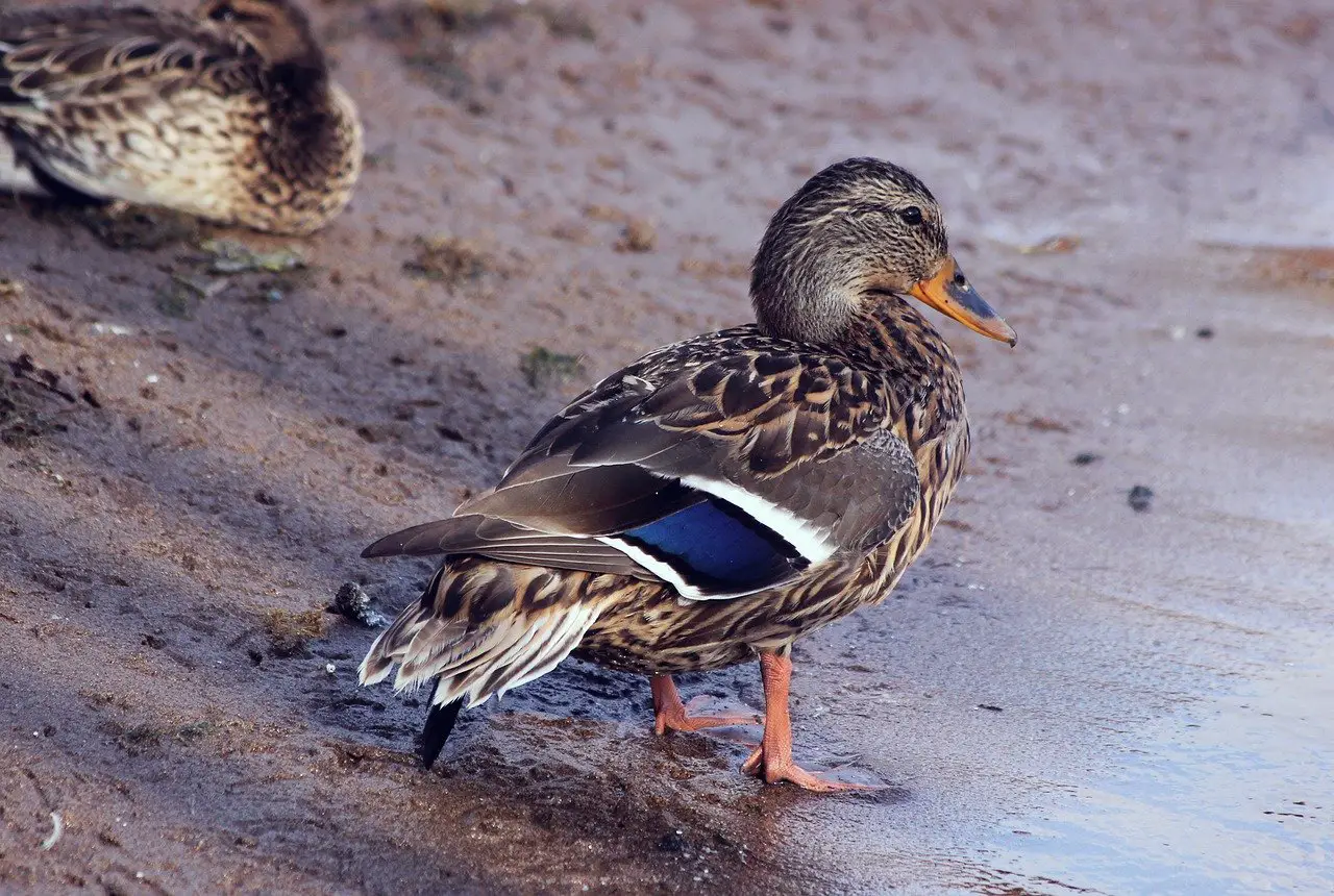 Ducks and Climate Change