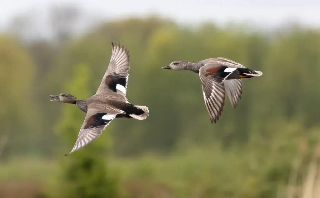 Duck Migration