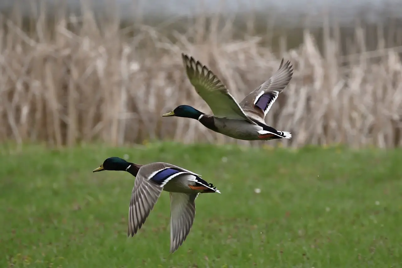 Duck Migration