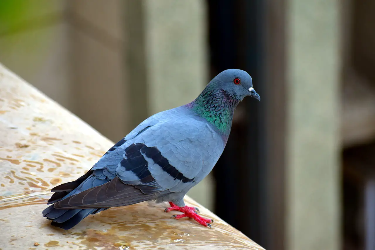 Pigeon Domestication