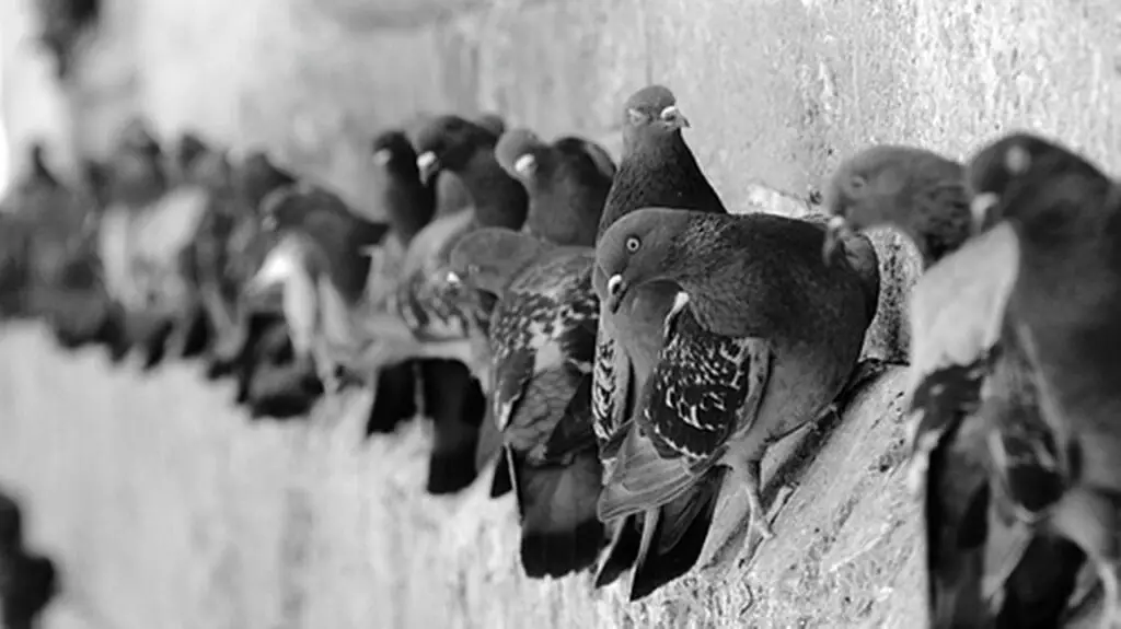 Role of Pigeons in World War