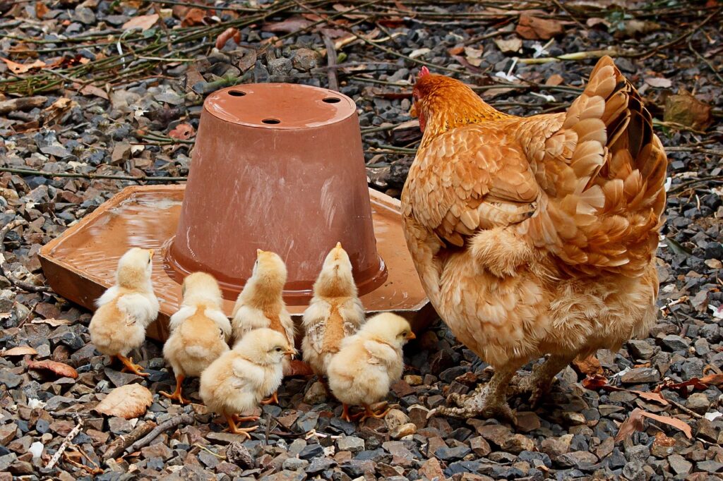 Hatching Poultry