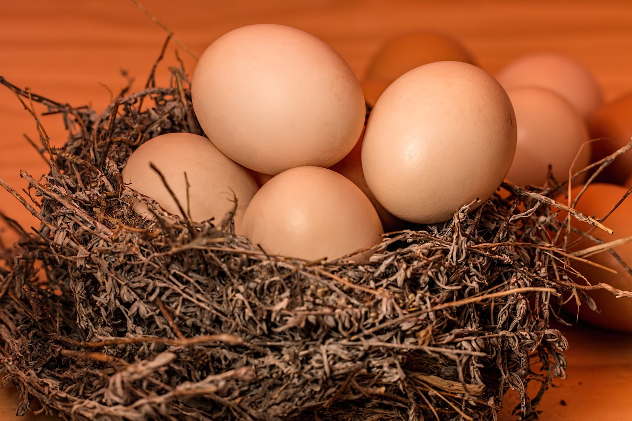 Duck vs. Chicken Eggs: Which is Healthier - The Poultry Feed