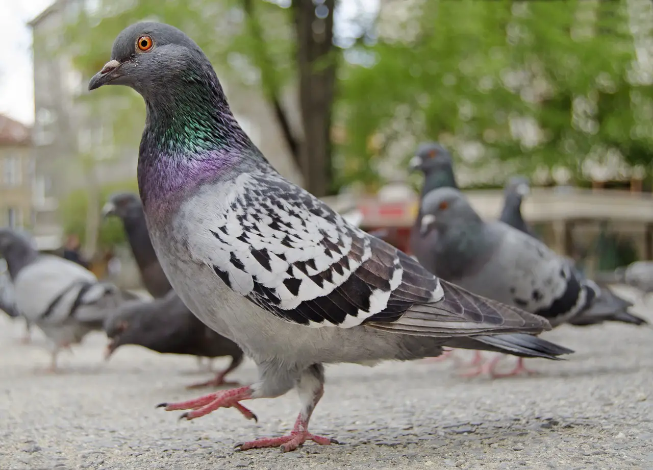 Intelligence of Pigeons