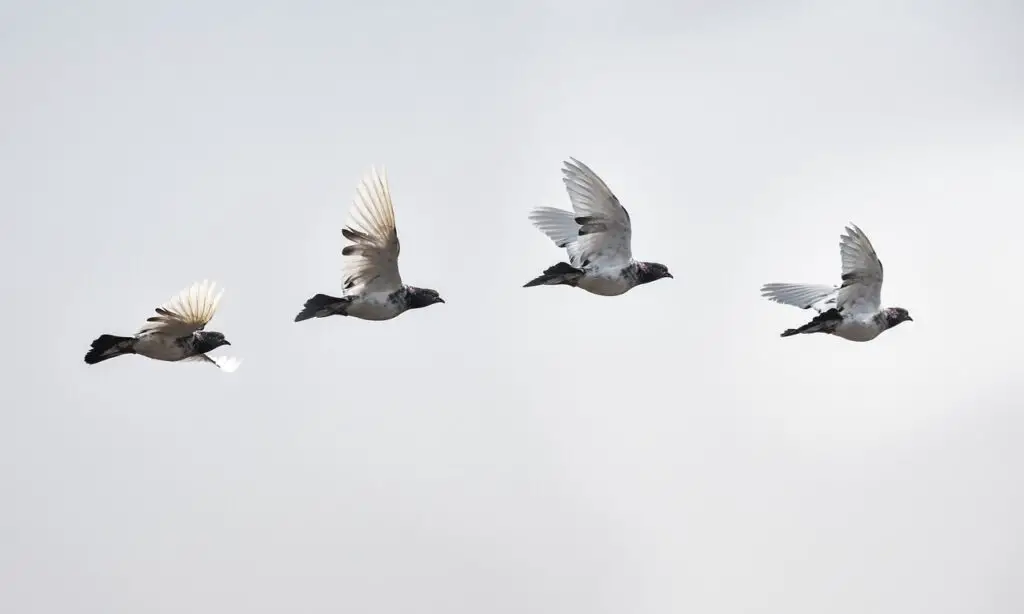 Pigeon Race