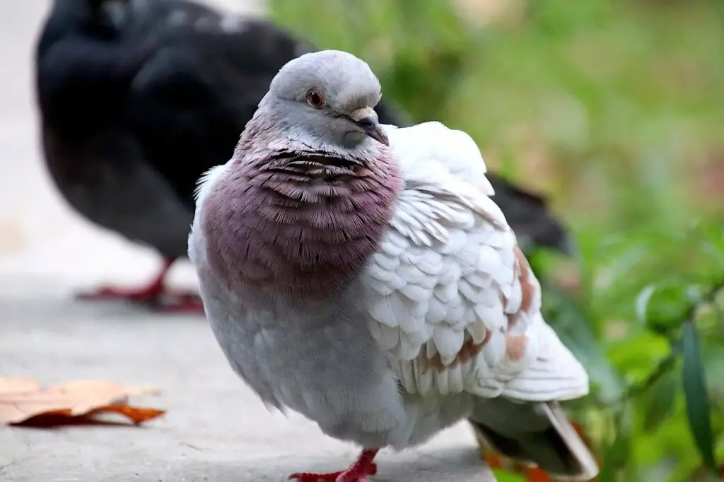 Intelligence of a Pigeon