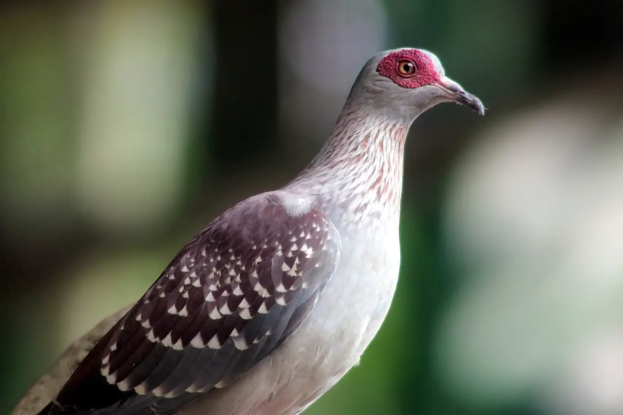 Endangered Pigeon Species