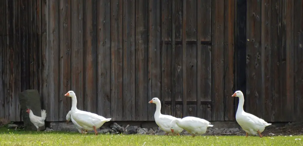 Homesteading with Ducks