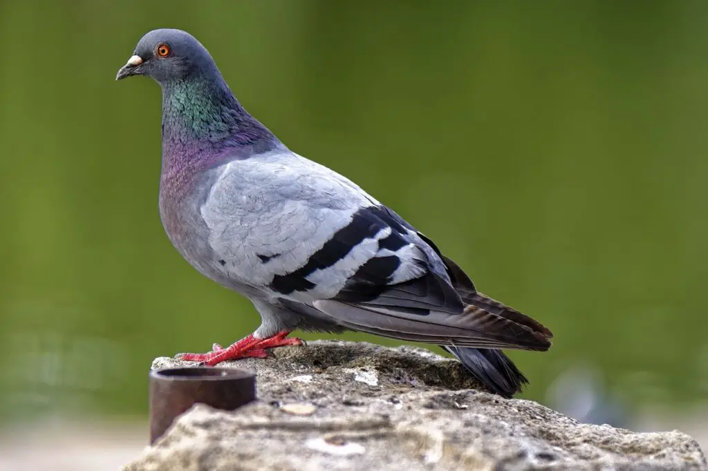 Guide to Pigeon Health