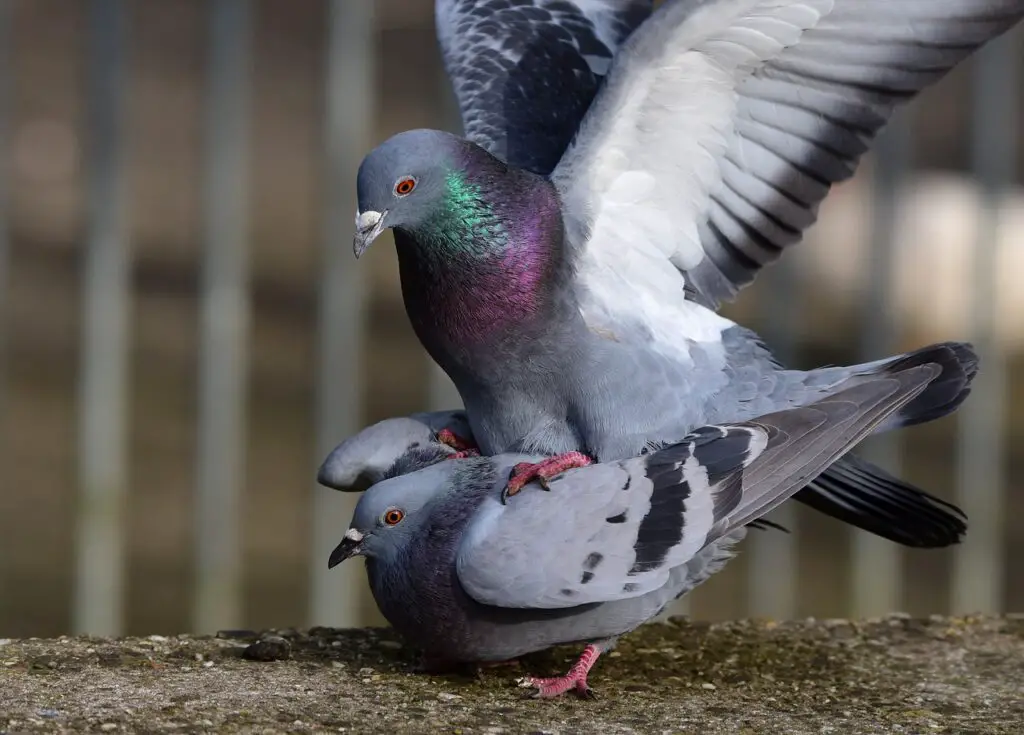 Breeding Pigeons