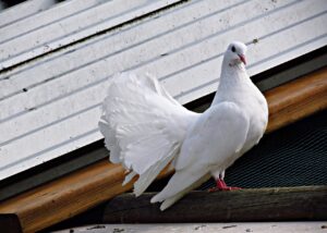 Guide to Pigeon Health