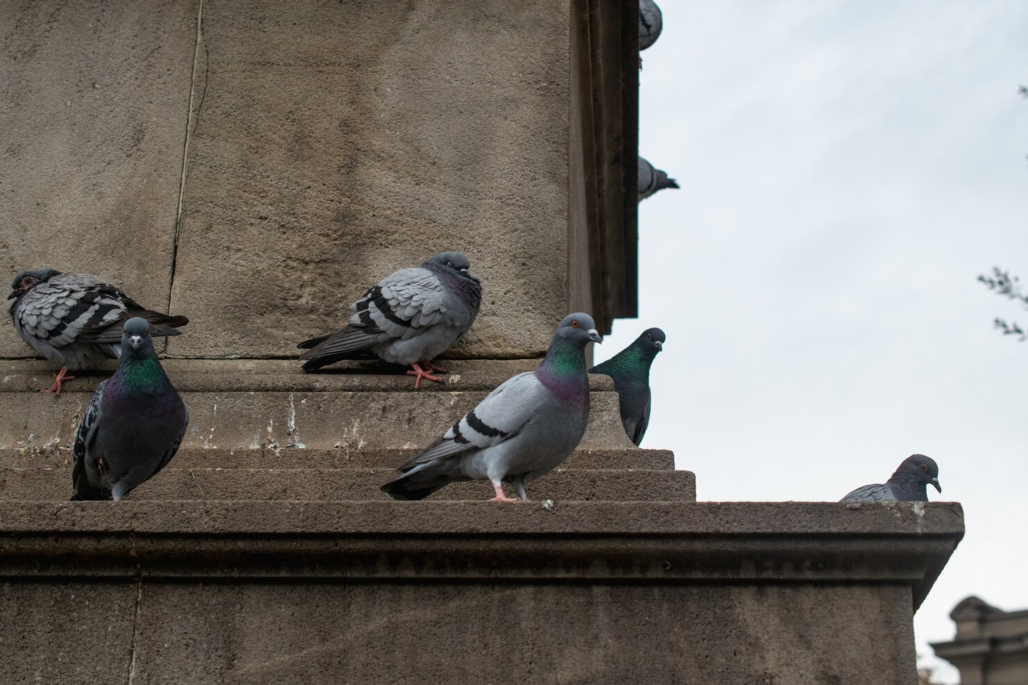 Pigeon Training and Bonding