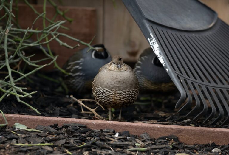 Feeding Quail: A Comprehensive Nutritional Guide - The Poultry Feed - Frozen Young Quail Nutritional Requirements Guidelines