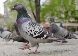 Pigeon Diet